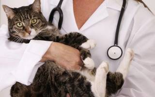 Лечение после кастрации котов