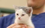 Чем лечить гнойный конъюнктивит у кошки