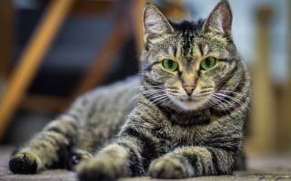 Кишечные инфекции у кошек симптомы и лечение