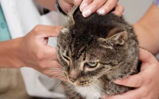 Ушной клещ у кошек народные средства лечения