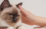 Бактериальный отит у кошек лечение