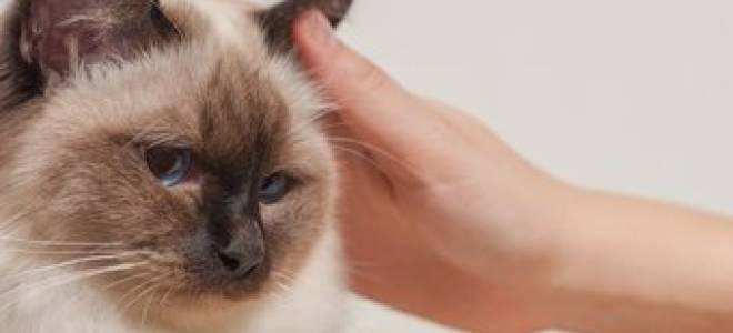 Бактериальный отит у кошек лечение