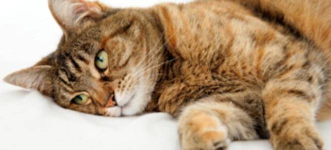 Кошка отравилась чем лечить в домашних условиях