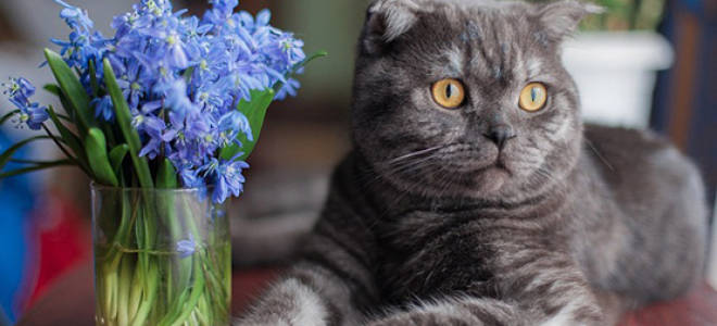 Лечение шотландской кошки