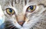 Коронавирус у кошек лечение