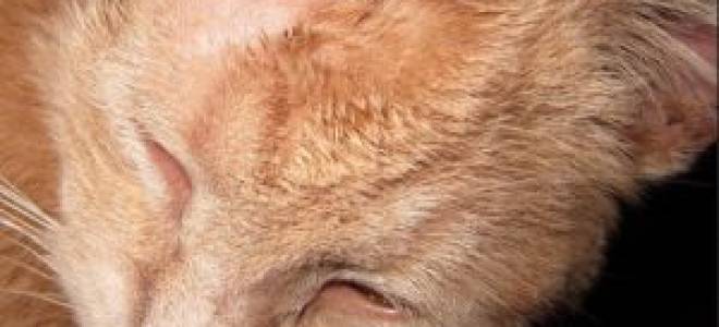 Лечение лишая у кошек в домашних условиях