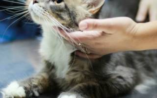 Операция у кота при мочекаменной болезни последствие