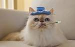 Консервы для кошек лечение жкт