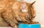 Диетический корм для кошек при мочекаменной болезни