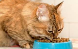 Ветеринарные корма для кошек при мочекаменной болезни