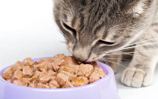 Сухой корм для кошек при мочекаменной болезни