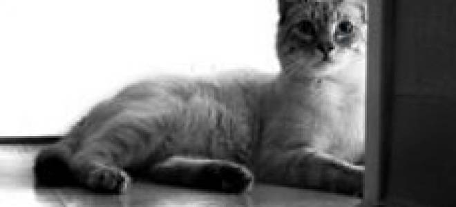 Кэг кошек лечение