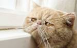 Болезни кастрированных котов лечение