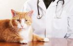 Лечение артроза у кошек