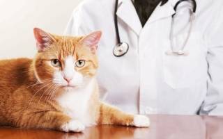 Лечение артроза у кошек
