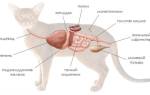 Лечение заболеваний кишечника у кошек