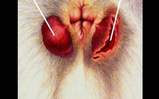 Парапроктит у кошек лечение
