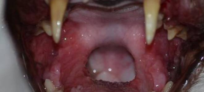 Эозинофильный стоматит у кошек лечение