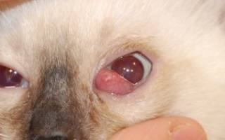 Пролапс слезной железы у кошки лечение