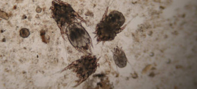 Лечение отодектоза у кошек препараты