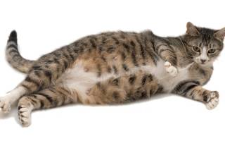 Ложная беременность у кошек симптомы и лечение