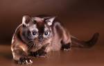 Генетические болезни бурманских кошек