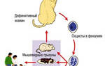 Как лечить токсоплазмоз у кошек