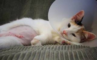 Кот после операции уход