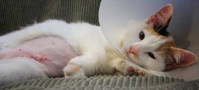 Уход за кошкой после операции на кишечнике