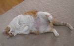 Ожирение у кошек лечение