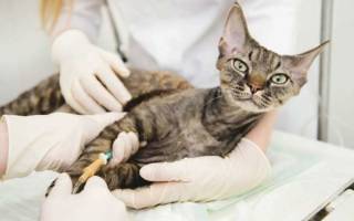 Кальцивироз у кошек симптомы и лечение последствия