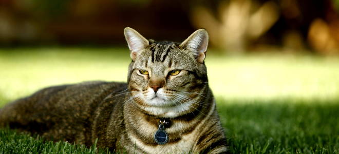 Уход за кошкой после стерилизации советы