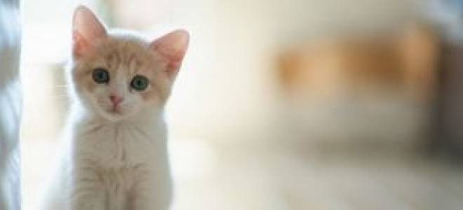 Овергруминг у кошки лечение какие лекарства