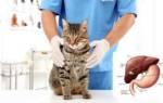Заболевания печени у кошек симптомы и лечение