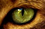 Глазные паразиты у кошек лечение