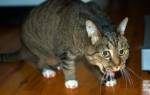Рвота у кошки после еды причины лечение