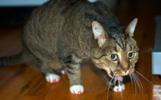 Рвота у кошки после еды причины лечение