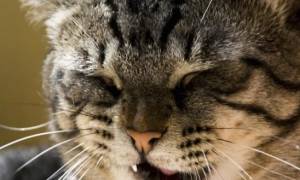 Чем лечить кашель у кота