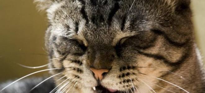 Кошка кашляет лечение