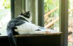 Дисплазия у кошек симптомы и лечение