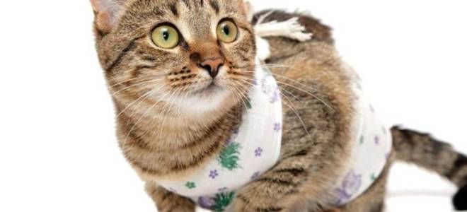 Стерилизация кошек уход после операции обработка швов