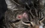Милиарный дерматит у кошек лечение