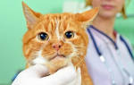 Домашние лечение экземы у кошек