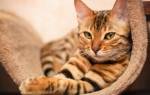 Лечение эндометрита у кошек