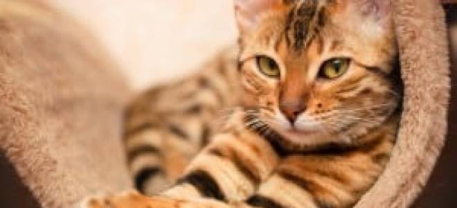 Лечение эндометрита у кошек