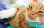 Чем лечить расчесанные раны у кота