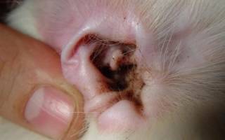 Лечение кошки ушной клещ средства