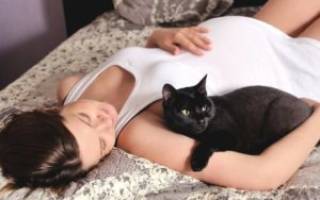 Болезнь кошек опасная для беременных