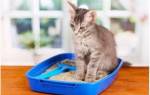 Лечение кошек вазелиновым маслом