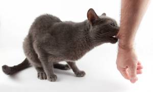 Опух палец после укуса кошки чем лечить